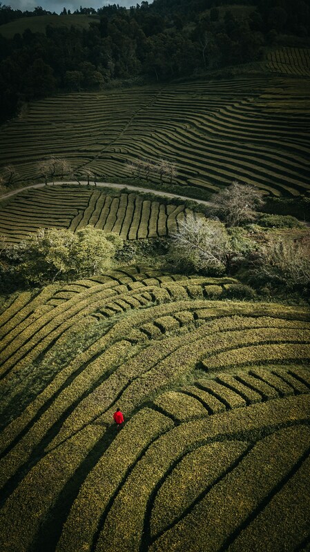 Azoren Landschaft Labyrinth / Unsplash.com / Vince Kowalski Azoren Landschaft Labyrinth